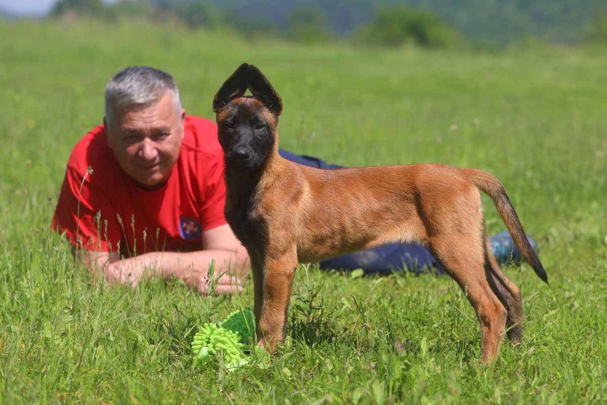 Mladi belgijski ovčar Zorro novi je potražni pas HGSS stanice Ogulin