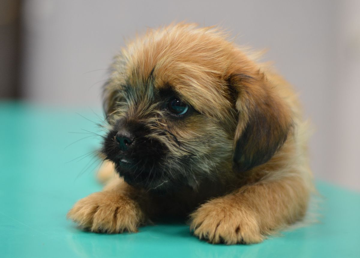 Sklonište Dumovec organizira Dan otvorenih vrata - 1