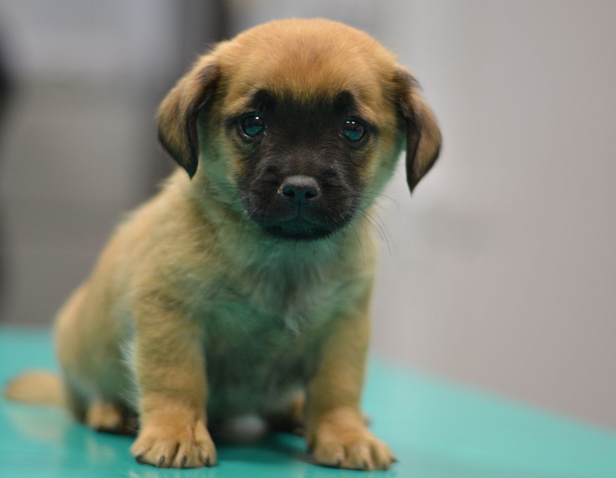 Sklonište Dumovec organizira Dan otvorenih vrata - 3