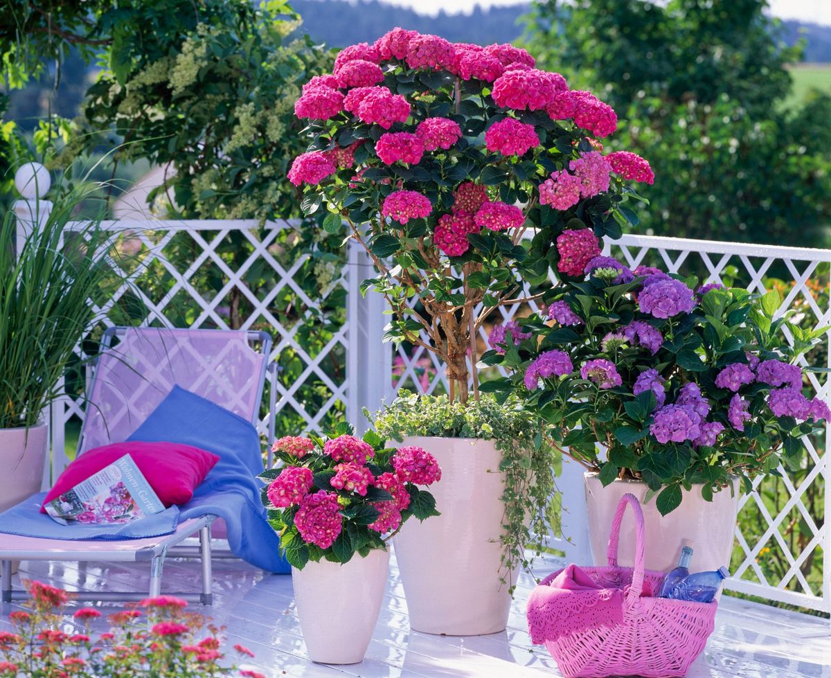 Hortenzije na balkonu