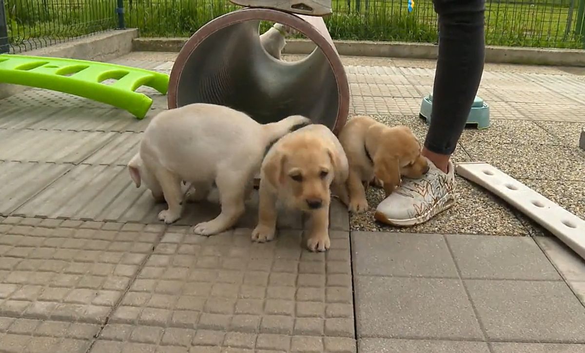 U Centru za rehabilitaciju Silver čak sedamnaest beba labradora traži privremeni dom - 1