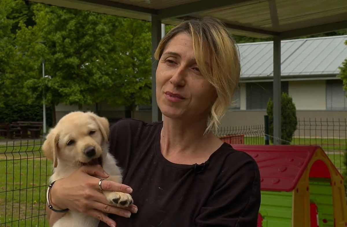 U Centru za rehabilitaciju Silver čak sedamnaest beba labradora traži privremeni dom - 2