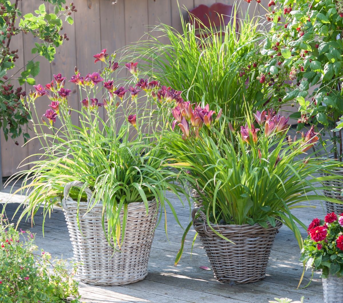 Dnevni ljiljan uspijevat će i u posudi