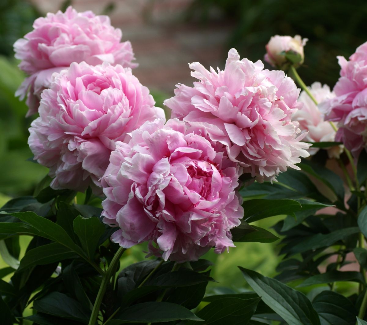 Božur Sarah Bernardt