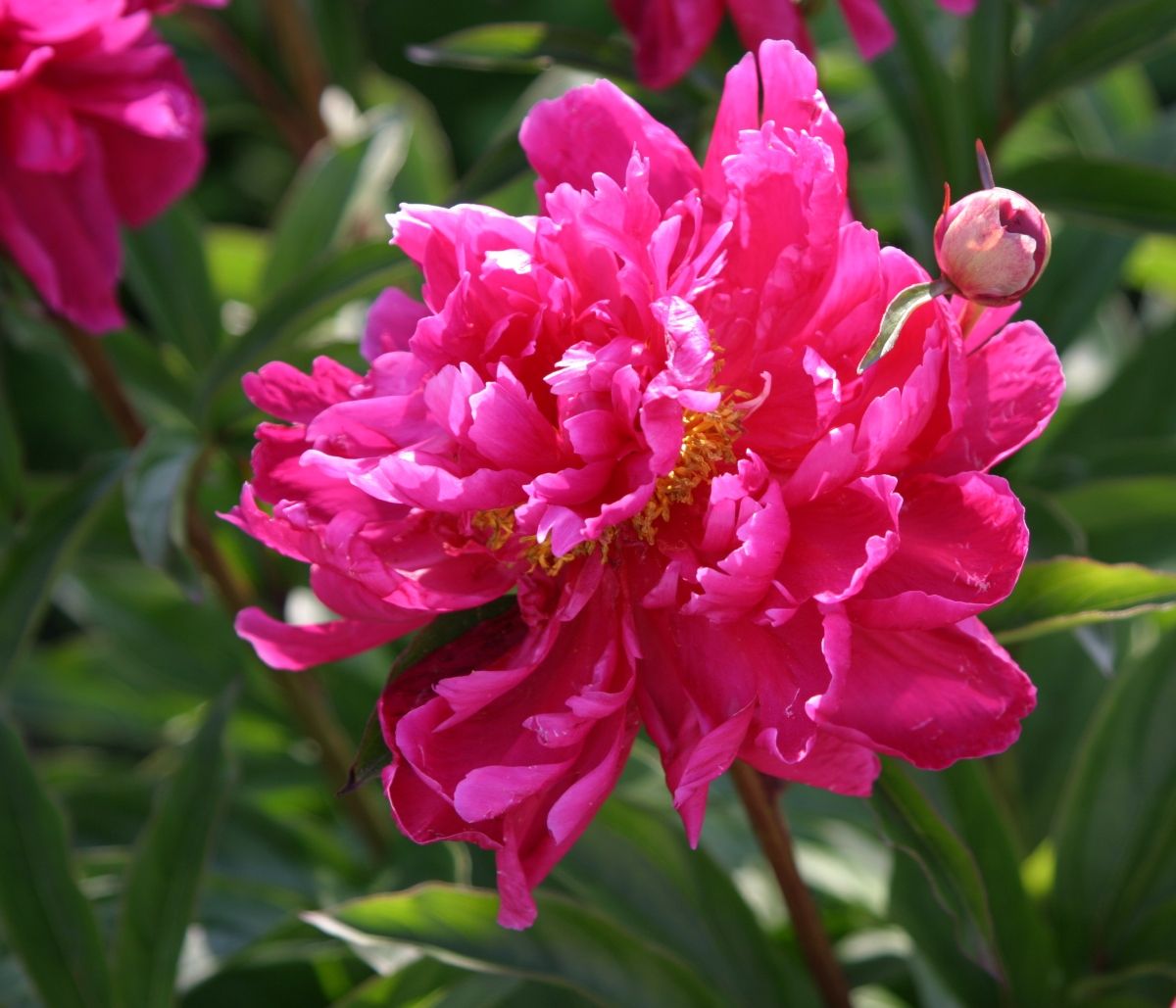 Božur Karl Rosenfield