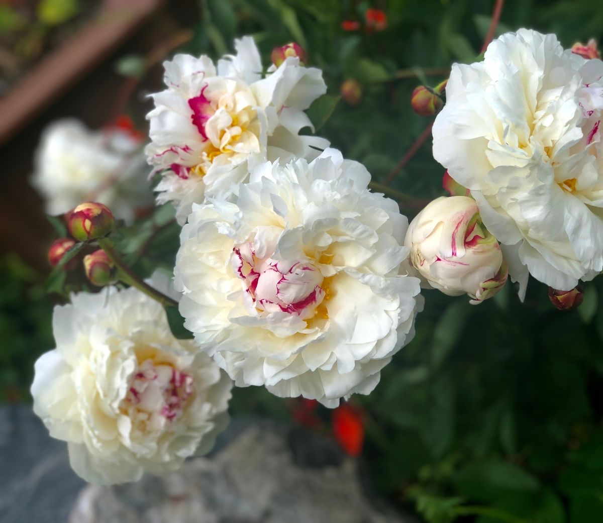 Božur Festiva Maxima