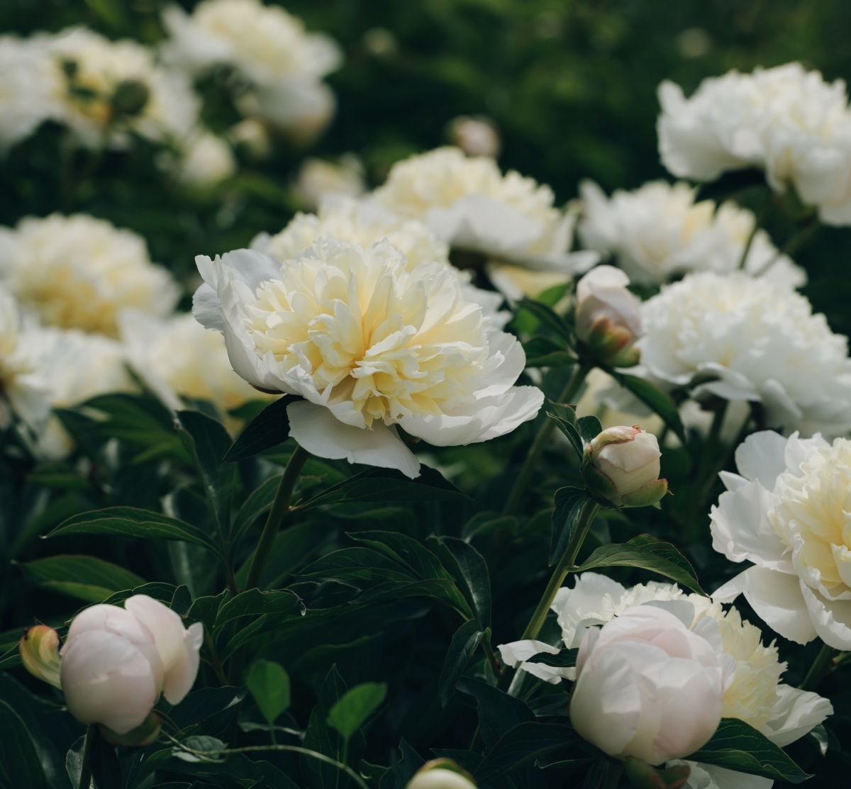 Božur Duchesse de Nemours