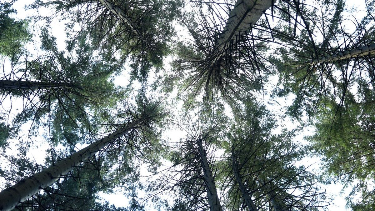 Spokoj i pogled prema nebu u Park šumi Golubinjak