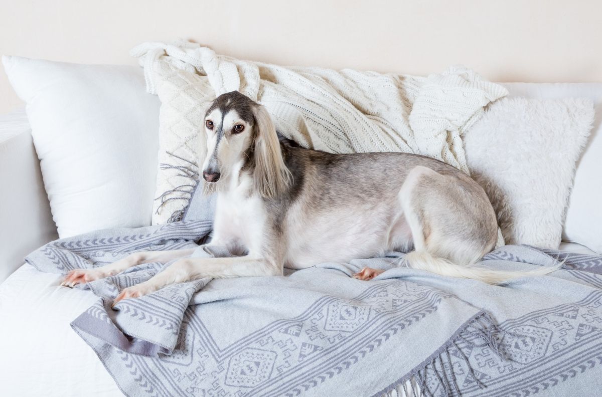 I hrtovi se vole izležavati