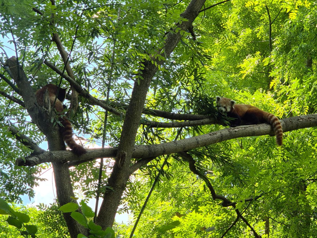 U nastambi crvenih pandi u zagrebačkom zoo vrtu rađaju se nove simpatije - 2