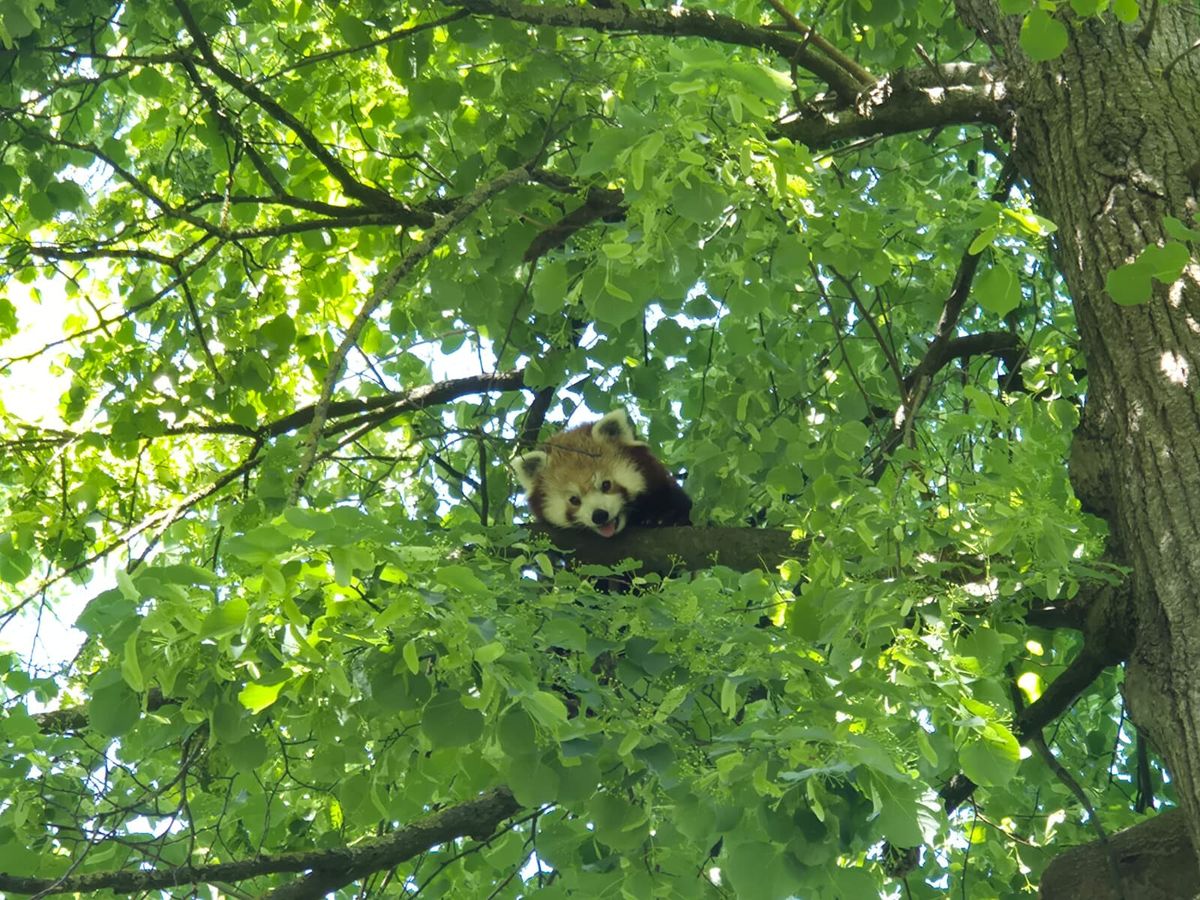 U nastambi crvenih pandi u zagrebačkom zoo vrtu rađaju se nove simpatije - 6