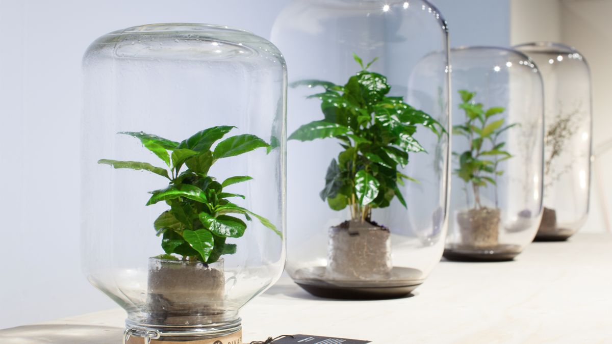 Pikaplant Jar (Foto: Zadovoljna.hr)