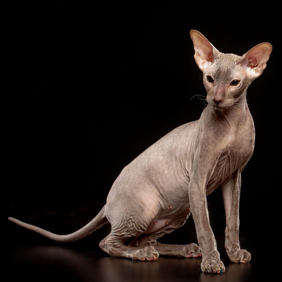 Peterbald