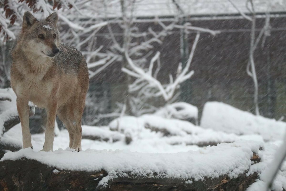 Program 'Ma tko spava zimi?!' održava se u zagrebačkom zoo vrtu - 1