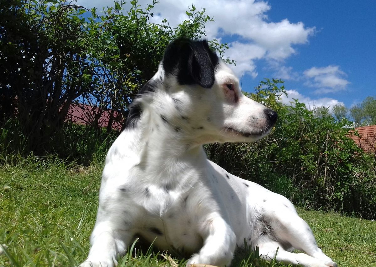 Svako godišnje doba uz Bellu ima svoje čari - 1