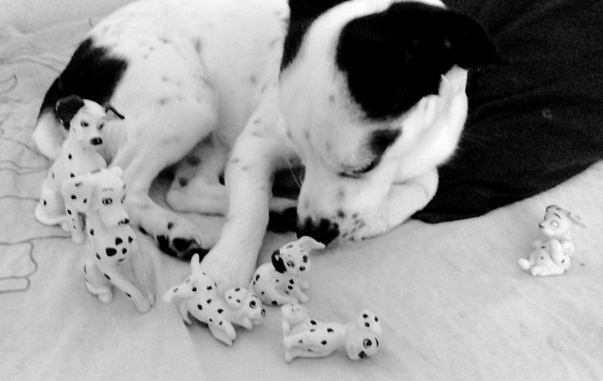 Svako godišnje doba uz Bellu ima svoje čari - 5