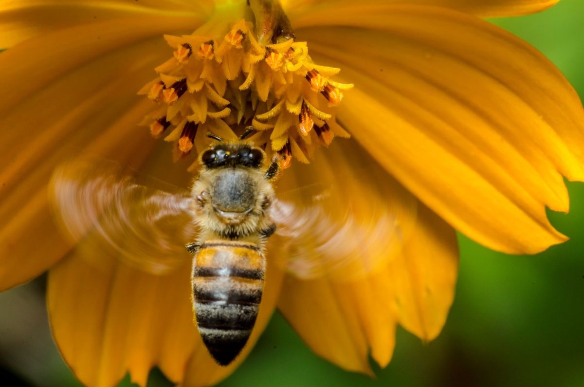 Matičnu mliječ zvali su hranom bogova