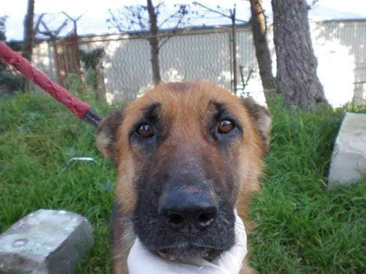 Tužna Saharina priča ipak je imala sretan kraj - 1