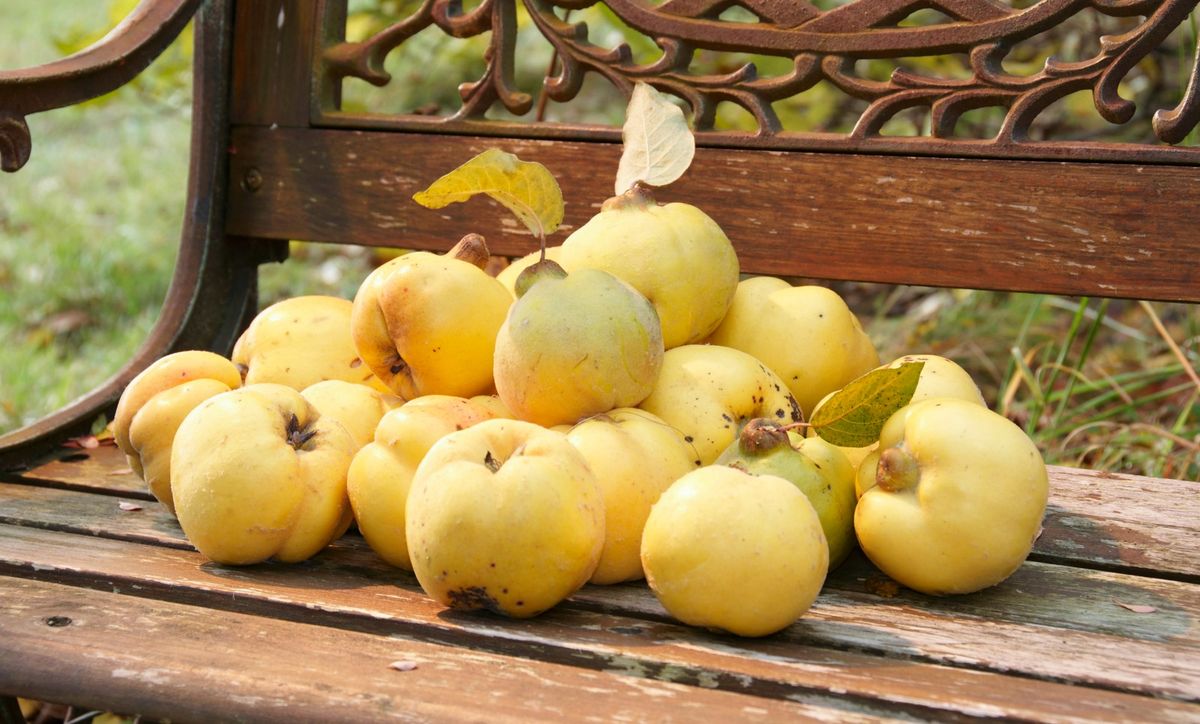 Dunja - mirisna jesenska voćka