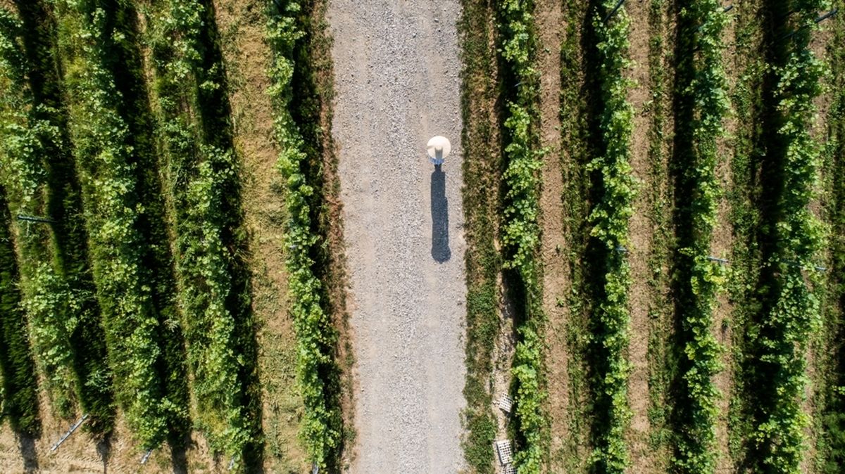 Hrvatska vinska priča u finalu natjecanja američkog Wine Spectatora - 3