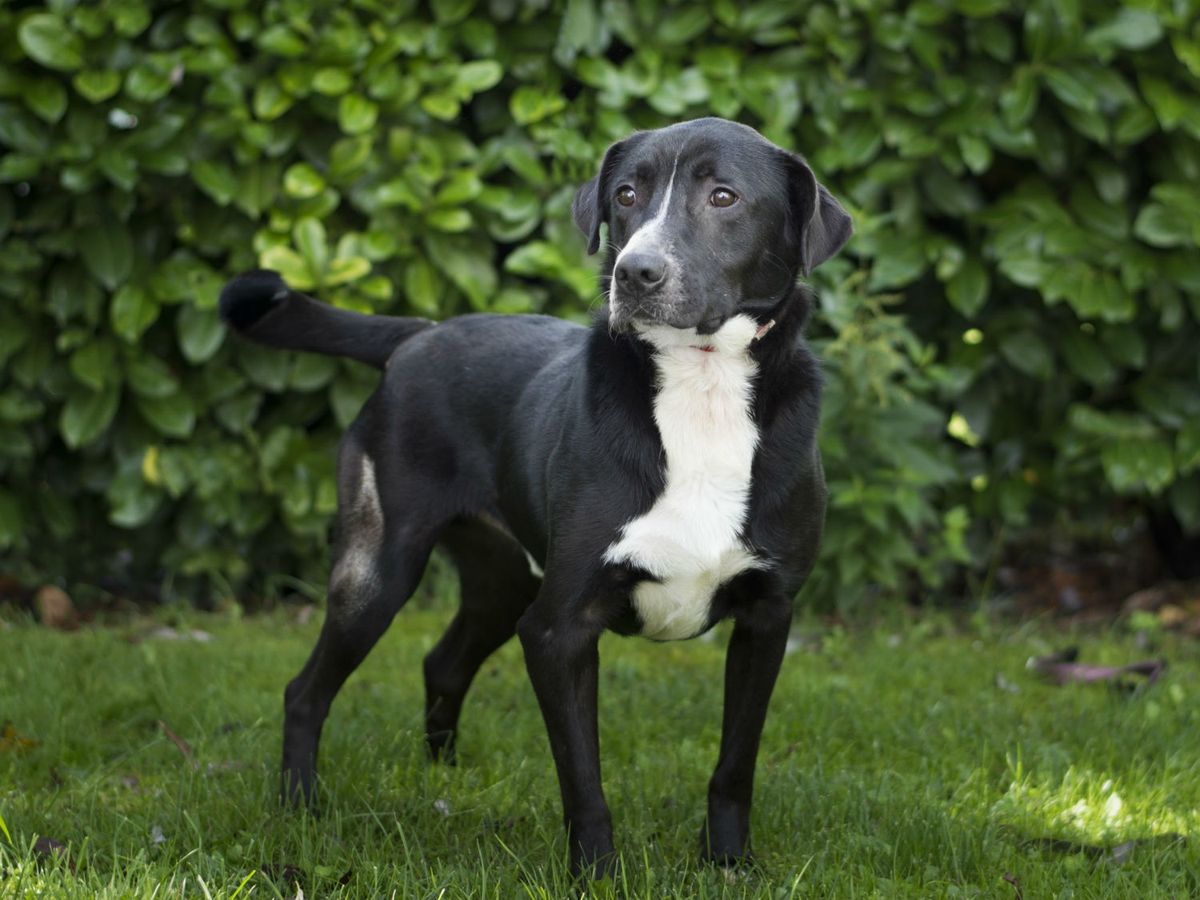 Pod motom \'Upoznaj me u Dumovcu!\' održana je akcija Udomljavanje je fora - 4