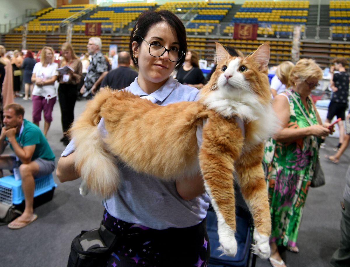 Mediteranska izložba šampionskih mačaka u Opatiji - 1