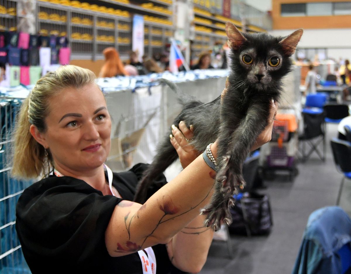 Mediteranska izložba šampionskih mačaka u Opatiji - 7