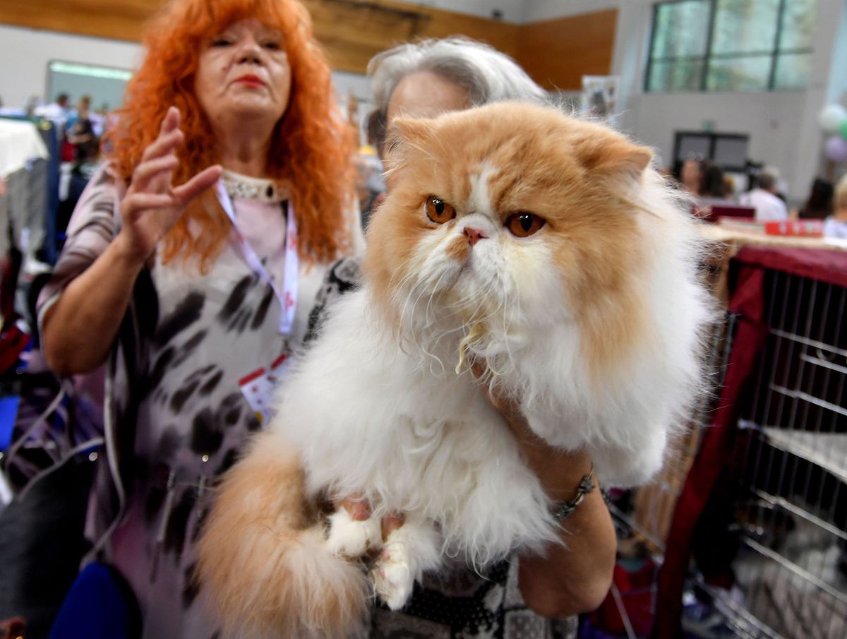 Mediteranska izložba šampionskih mačaka u Opatiji - 9