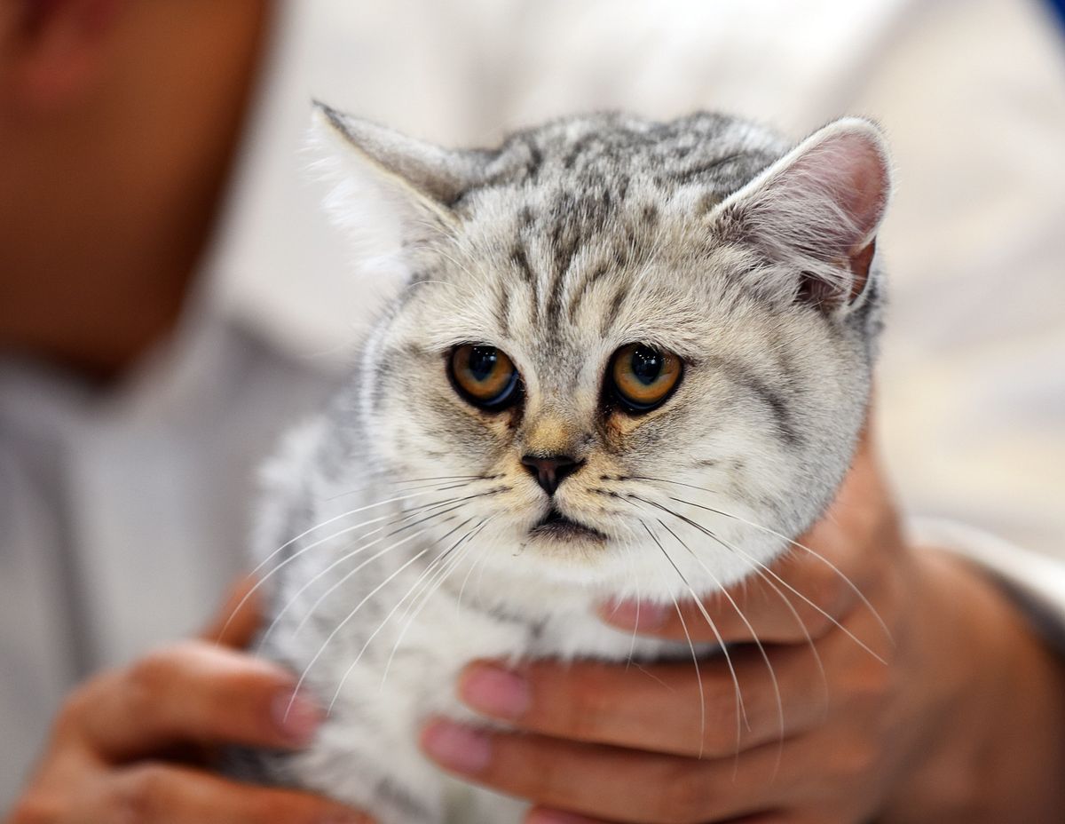 WFC Svjetska izložba mačaka u Karlovcu - 1