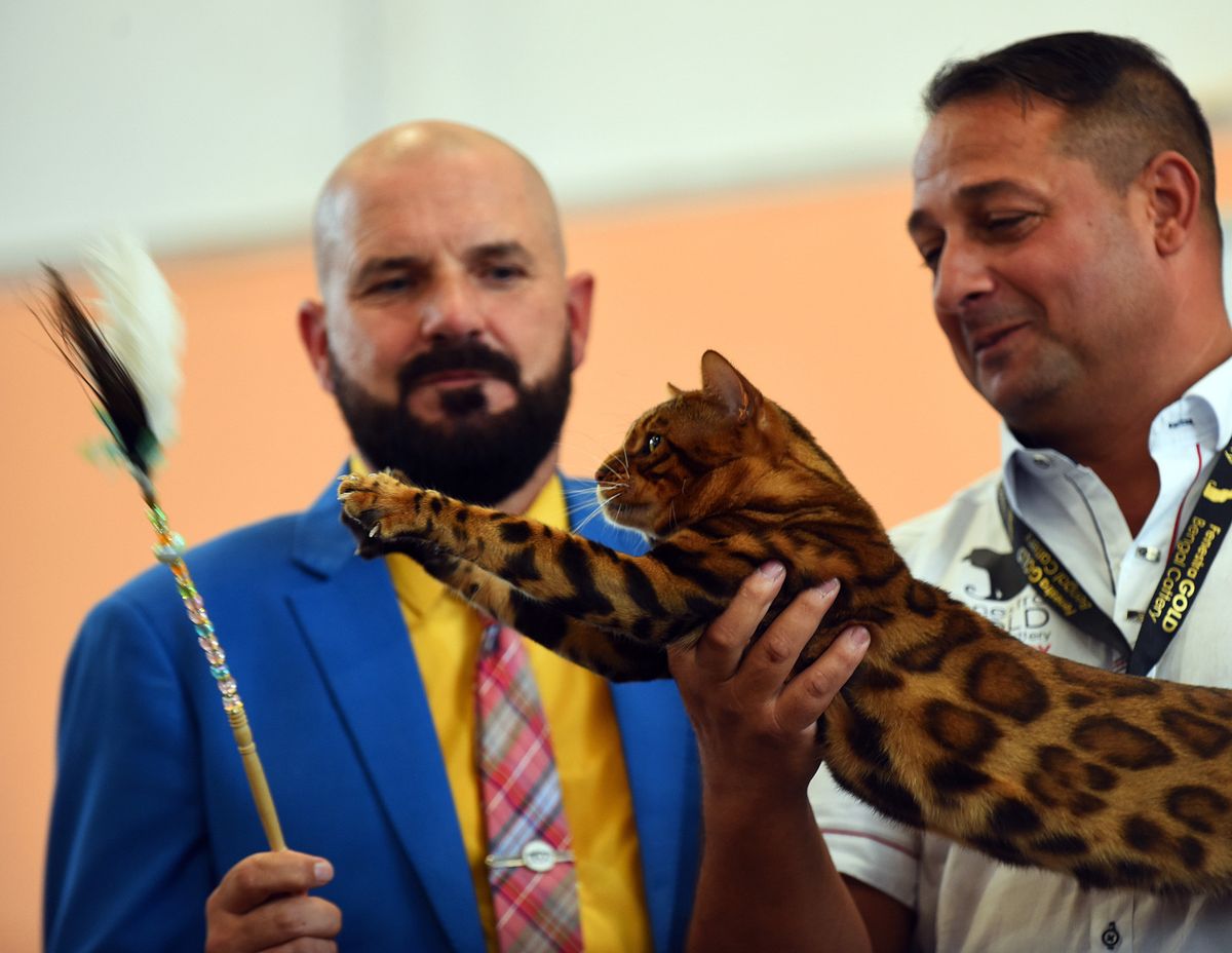 WFC Svjetska izložba mačaka u Karlovcu - 6