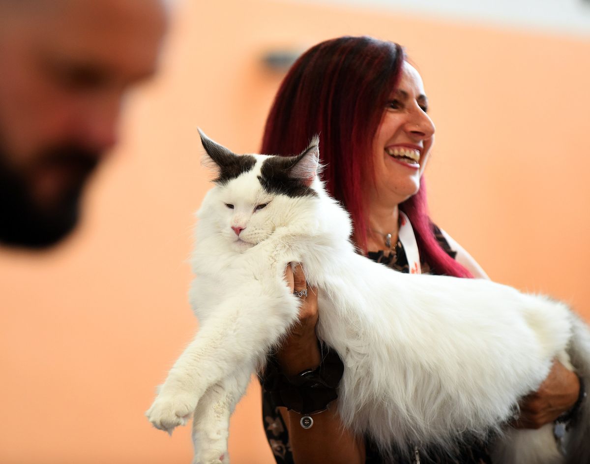 WFC Svjetska izložba mačaka u Karlovcu - 11