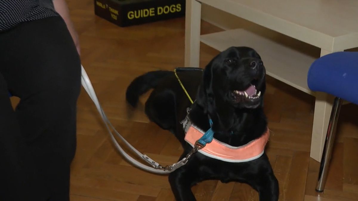 Radni psi iz Udruge za školovanje pasa vodiča i mobilitet - 8