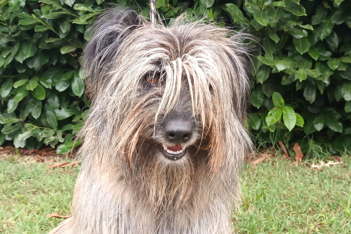 U sklopu Europskog tjedna mobilnosti na Jarunu se organizira akcija 'Uz psa do zdravlja' - 2