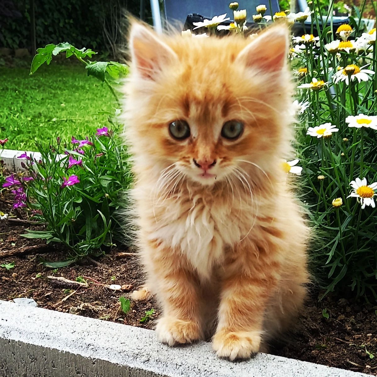 Narančaste mačke naših čitateljica