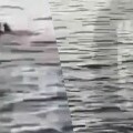 Napad morskog psa na egipatskoj plaži