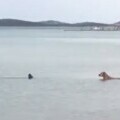 Morski pas i pas u moru