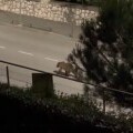 Medvjed na šetnici