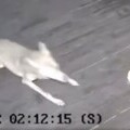 Mačka i kojot