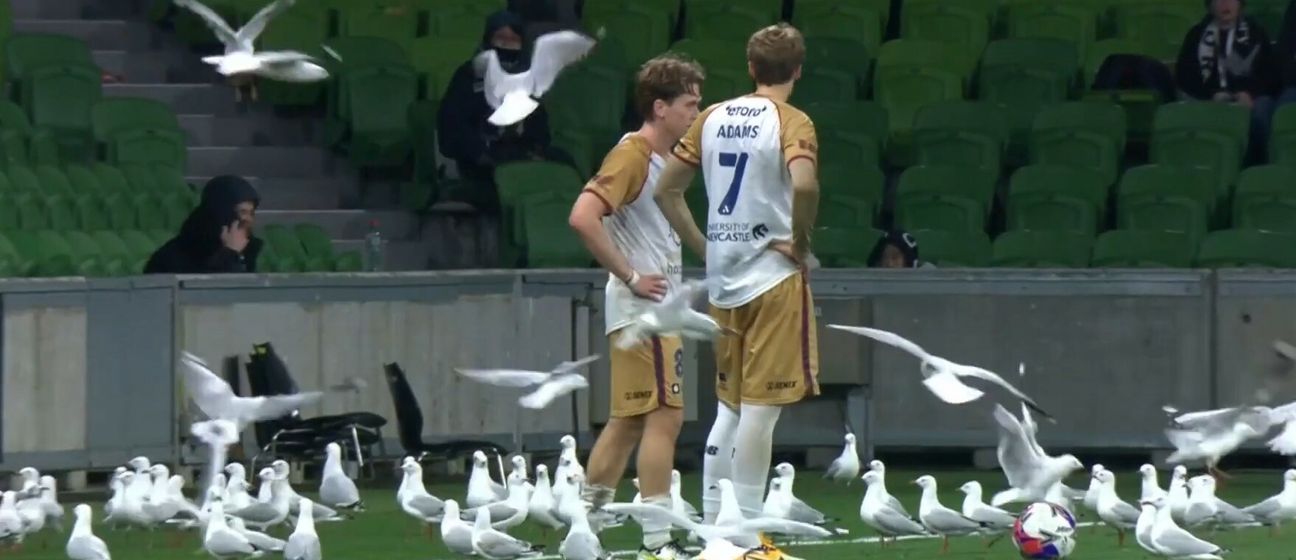 Galebovi na utakmici