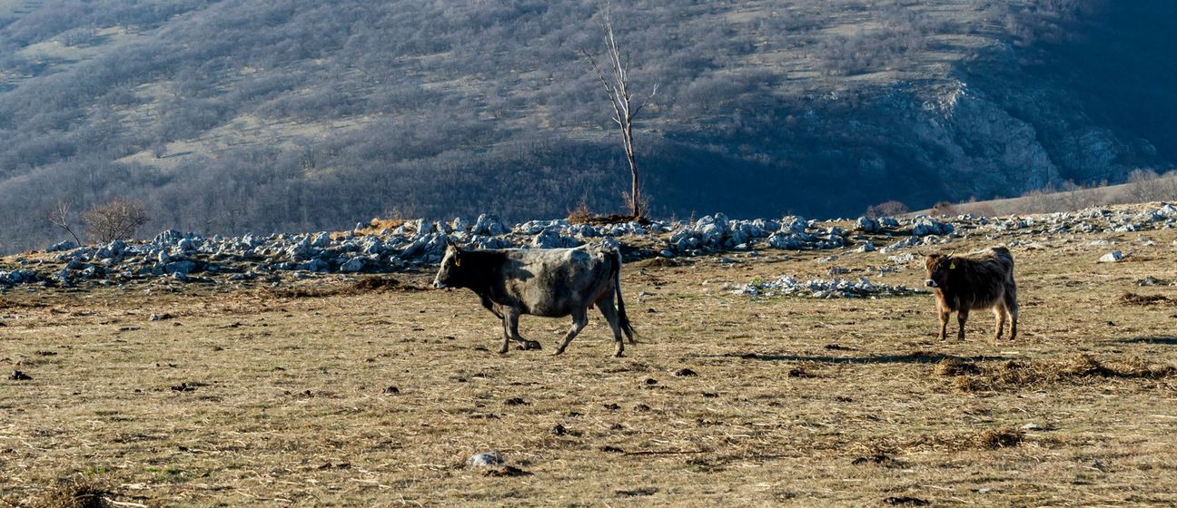 Teren u Visuću kraj Udbine