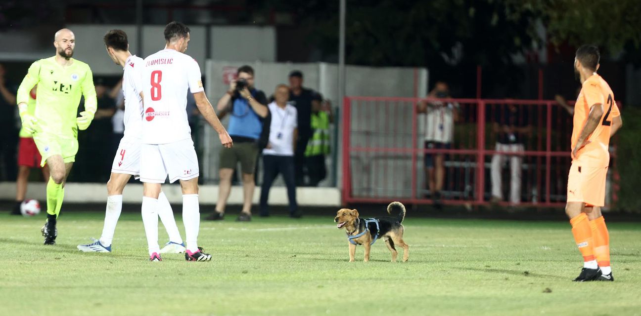 Pas utrčao na teren u Mostaru