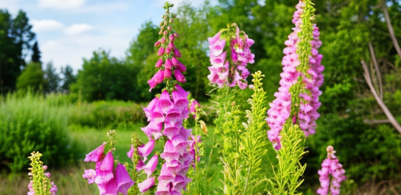 Naprstak (Digitalis)