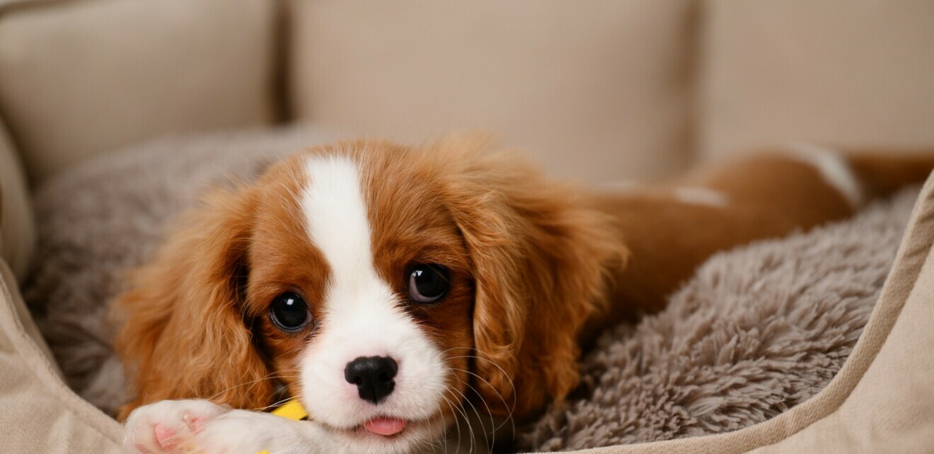 Cavalier King Charles španijel