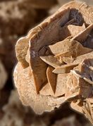 Pustinjska ili pješčana ruža