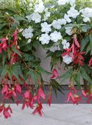 Cvijeće koje voli sjenu