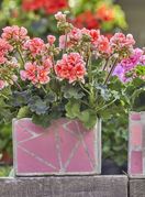 Pelargonije su godinama najpopularnije cvjetnice za gredice i balkone - 8