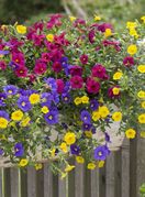 Cvijet milijun zvončića