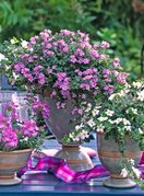 Bakopa će se divno uklopiti s ostalim cvijećem