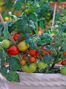 Rajčice mogu biti zvijezda vašeg balkona ili terase