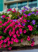 I prozor je savršeno mjesto za lijepo cvijeće